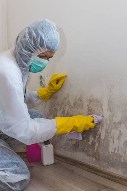Environmental Consulting for Mold Prevention in Combine, TX