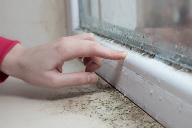 Best HVAC Mold Inspection and Cleaning  in Combine, TX